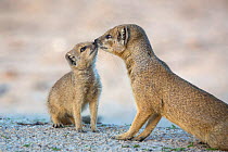 Yellow mongoose (Cynictis penicillata) affectionate moment with young pup, Kgalagadi Transfrontier Park, Northern Cape, South Africa