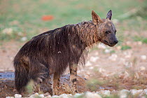 Brown hyena (Hyaena brunnea) profile at waterhole, Kgalagadi Transfrontier Park, South Africa