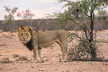 Lion (Panthera leo) male scentmarking on patrol in the Kalahari, Kgalagadi Transfrontier Park, Northern Cape, South Africa