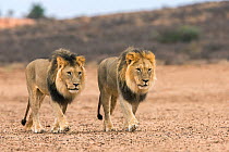 RF - Male lions (Panthera leo) on patrol in the Kalahari, Kgalagadi Transfrontier Park, Northern Cape, South Africa, February 2016. (This image may be licensed either as rights managed or royalty free...
