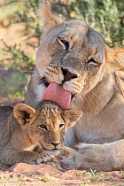 RF - Lioness grooming cub (Panthera leo), Kgalagadi Transfrontier Park, Northern Cape, South Africa, February. (This image may be licensed either as rights managed or royalty free.)