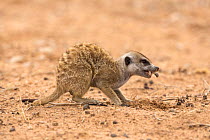 Meerkat (Suricata suricatta) eating grub, Kgalagadi Transfrontier Park, Northern Cape, South Africa