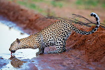 RF - Leopard (Panthera pardus) female drinking from puddle in road, Kgalagadi Transfrontier Park, Northern Cape, South Africa, February. (This image may be licensed either as rights managed or royalty...