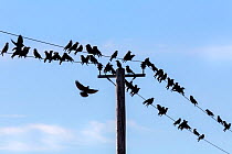 RF - Jackdaws (Corvus monedula) gathering on telegraph wires over farmland, Dumfries and Galloway, Scotland, UK, March. (This image may be licensed either as rights managed or royalty free.)
