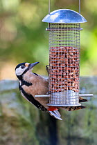 Great spotted woodpecker (Dendrocopos major) male on peanut feeder, Northumberland, UK, March