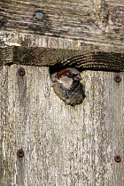 House sparrow  (Passer domesticus) male in nest box, Caerlaverock Wildfowl and Wetland Trust reserve, Dumfries and Galloway, Scotland, UK, February