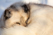 RF - Arctic fox vixen (Vulpes lagopus), captive, Highland Wildlife Park, Kingussie, Scottish Highlands, UK, December. (This image may be licensed either as rights managed or royalty free.)