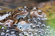 RF - Common frogs (Rana temporaria) in spawning pond, Northumberland, UK, March. (This image may be licensed either as rights managed or royalty free.)