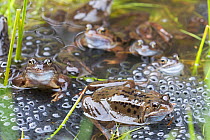 RF - Common frogs (Rana temporaria) in spawning pond, Northumberland, UK, March. (This image may be licensed either as rights managed or royalty free.)