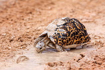 Leopard / mountain tortoise (Geochelone pardalis) drinking from puddle, Kgalagadi Transfrontier Park, South Africa