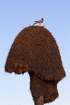 Southern Pale chanting goshawk (Melierax canorus) on Sociable weaver nest (Philetairus socius) Kgalagadi Transfrontier Park, South Africa, February