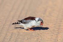 Pygmy falcon (Polihierax semitorquatus) female picking up grit, Kgalagadi Transfrontier Park, South Africa, January