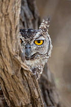 RF - Head portrait of Spotted eagle owl (Bubo africanus), Kgalagadi Transfrontier Park, Northern Cape, South Africa, February 2016. (This image may be licensed either as rights managed or royalty free...