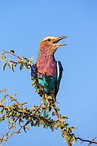 Lilac-breasted roller (Coracias caudatus) calling, Kgalagadi Transfrontier Park, Northern Cape, South Africa, February