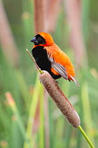 Southern red bishop (Euplectes orix) perching on bullrush, Northern Cape, South Africa, February
