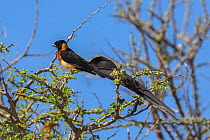 Long-tailed paradise whydah (Vidua paradisaea) male perched in tree, Kgalagadi Transfrontier Park, South Africa, January