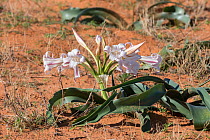 Crinum lily (Crinum foetidum), Kgalagadi Transfrontier Park, South Africa
