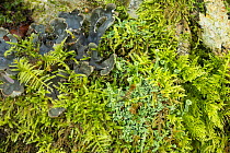 Mosses and lichen (Cladonia fimbriata) and (Peltigera hymenina) Snowdonia National Park, North Wales, UK