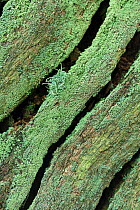 Lichen (Cladonia coniocraea) on oak stump, Sherwood Forest, Nottinghamshire UK