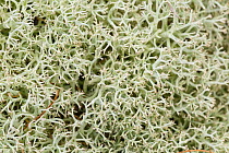 Reindeer moss (Cladonia portentosa) Peak District National Park, Derbyshire, UK