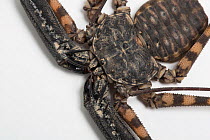 Tailless whip scorpion (Damon diadema) found in East Africa, captive