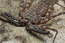 Tailless whip scorpion (Damon diadema) found in East Africa, captive