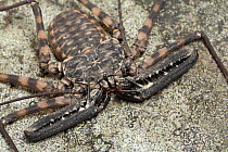 RF - Tailless whip scorpion (Damon diadema) captive from East Africa. October. (This image may be licensed either as rights managed or royalty free.)
