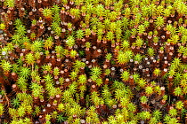 Juniper Hair-cap moss (Polytrichum juniperinum) Peak District National Park, Derbyshire, UK