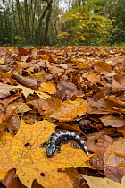 Marbled salamander (Ambystoma opacum) male animal in woodland, native to North America, captive