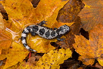 Marbled salamander (Ambystoma opacum) native to North America, captive