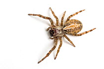 Indian social spider (Stegodyphus sarasinorum) female, captive