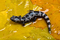 Marbled salamander (Ambystoma opacum) native to North America, captive