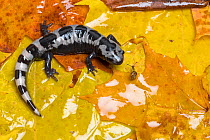 RF - Marbled Salamander (Ambystoma opacum) with Brown lipped snail (Cepaea nemoralis) in leaves, captive from North America. (This image may be licensed either as rights managed or royalty free.)