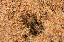 Ant-lion larva (Myrmeleontidae) captive
