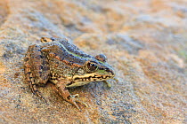 Iberian water / Perez's frog (Pelophylax perezi) Algave, Portugal.