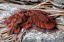 Chocolate tube slime mould (Stemonitis axifera) growing on felled pine trunk, Algarve, Portugal.  This species has a seemingly global distribution.  Focus-stacked image.