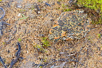 Natterjack toad (Epidalea calamita) almost camouflaged on ground, Algarve, Portugal