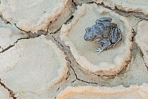 Western spadefoot toad (Pelobates cultripes) Algarve, Portugal