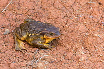 Mediterranean common toad (Bufo bufo spinosus) male,  Algarve, Portugal