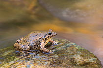 West Iberian painted frog (Discoglossus galganoi) Serra do Monchique, Algarve, Portugal