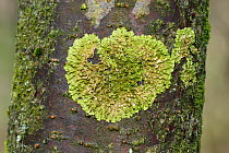 Foliose lichen (Melanelixia glabratula) Calver, Peak District National Park, Derbyshire, UK February