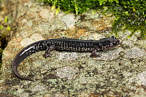 Slimy salamander (Plethodon glutinosus) native to North America, captive