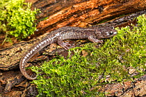 Wandering salamander (Aneides vagrans) native to North Amercia, captive