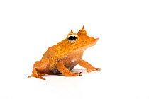 Solomon Islands leaf frog / Eyelash frog or Guenther's triangle frog (Cornufer guentheri, formerly Ceratobatrachus guentheri) captive