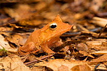 RF - Solomon Islands leaf frog (Cornufer guentheri) captive from Solomon Islands. Oceania. (This image may be licensed either as rights managed or royalty free.)