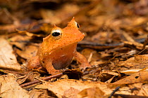 Solomon Islands leaf frog / Eyelash frog or Guenther's triangle frog (Cornufer guentheri, formerly Ceratobatrachus guentheri) captive