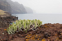 Cardon (Euphorbia canariensis) Punta de Teno, Tenerife, Canary Islands, Spain