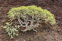 Sweet / Balsam spurge (Euphorbia balsamifera) growing on lava flow, Punta de Teno, Tenerife, Canary Islands, Spain.