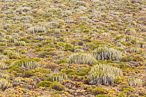Cardon (Euphorbia canariensis) and other succulent plants, growing on lava flow, Punta de Teno, Tenerife, Canary Islands, Spain.