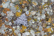 Moth (Ascotis fortunata) camouflaged against lichen-covered rock, Las Rosas, La Gomera, Canary Islands, Spain. Species endemic to Canaries, Azores and Madeira.
